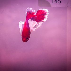 Siamese Fighting Fish (Betta splendens) - Royal Queensland Show 2018