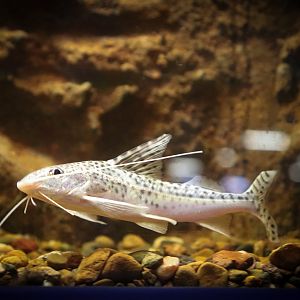 Pictus Catfish (Pimelodus pictus)- Royal Queensland Show 2018