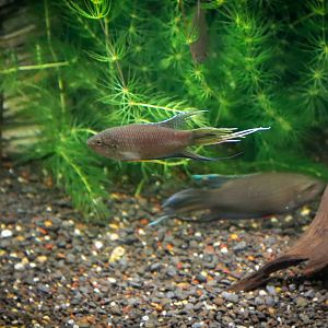 Black Paradisefish - Royal Queensland Show 2018