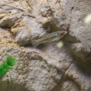 Empire Gudgeon (Hypseleotris compressa) - Royal Queensland Show
