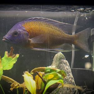 Red Fin Kadango (Copadichromis borleyi) - Royal Queensland Show 2018