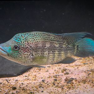 Wolf Cichlid (Parachromis dovii) - Royal Queensland Show 2018