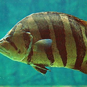 Datnioides microlepis