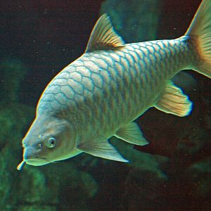 River Safari - Mekong - Carp?