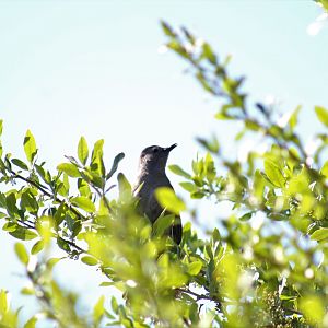Grey Catbird