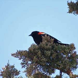 Red-Winged Blackbird