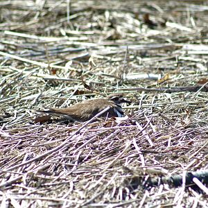 Killdeer