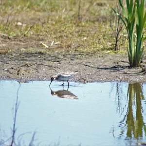 Wilson's Phalarope