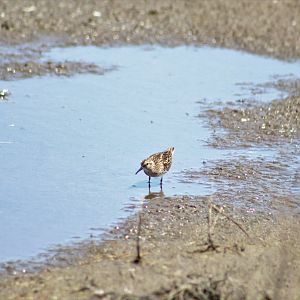 Least Sandpiper