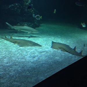 Guitarshark & Black tip reef shark