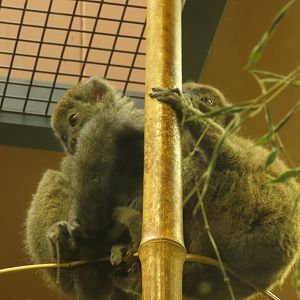 Eastern bamboo lemur