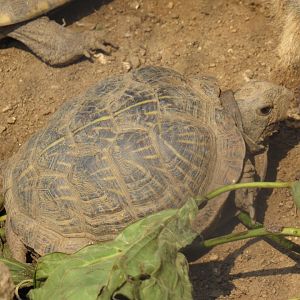Desert Box Turtle at Omaha Zoo- Desert Dome