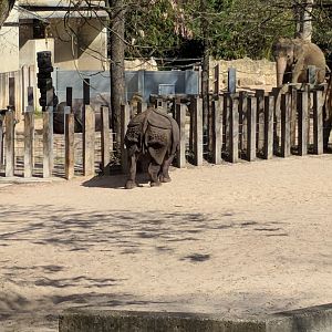 Indian Rhinoceros Enclosure