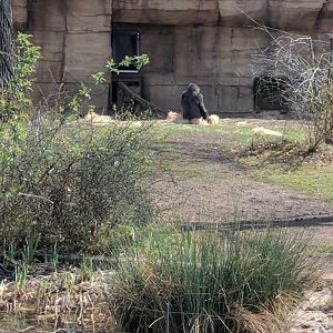 Western Lowland Gorilla Outdoor Enclosure