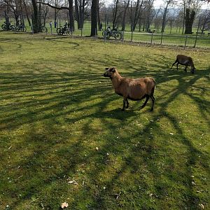 Petting Zoo Enclosure