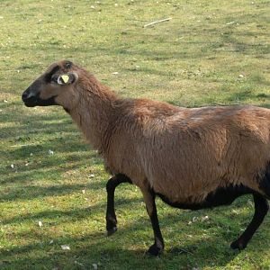 Cameroon Sheep