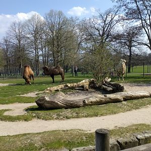 Bactrian Camel Enclosure
