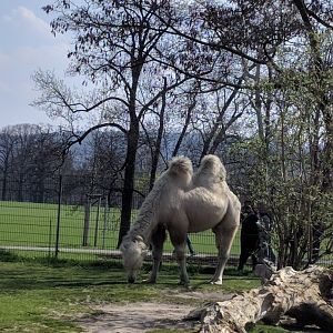 Camel