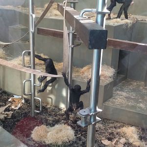 Bonobo Indoor Enclosure