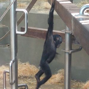 Bonobo