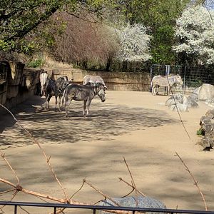 African Dry Savannah Enclosure