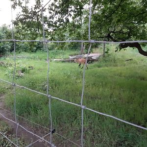 Maned Wolf Enclosure