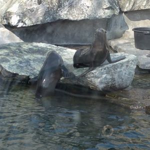 Californian Sea Lions