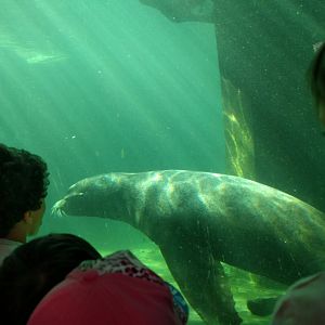 Underwater Viewing window California Sea Lion Enclosure