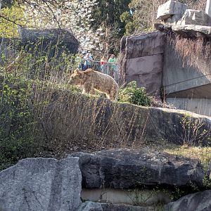 Syrian Brown Bear Enclosure