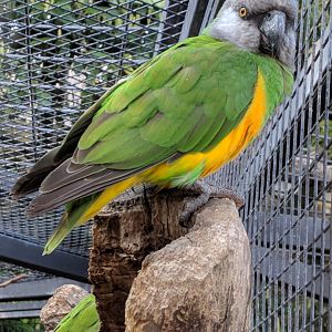 Senegal Parrot