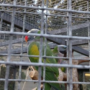 Derbyan Parakeet