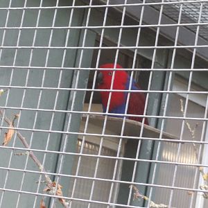 Eclectus Parrot