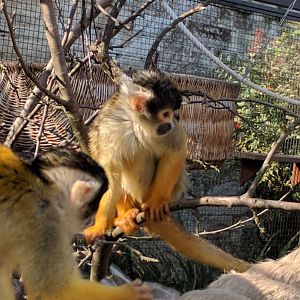 Squirrel Monkey