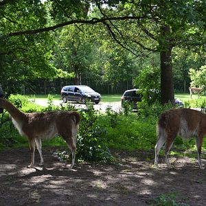 South American enclosure in Givskud Zoo