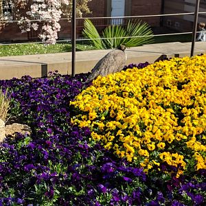Free Roaming Blue Indian Peafowl