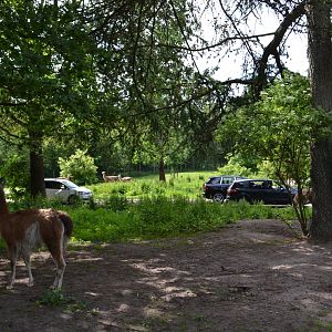 South American enclosure in Givskud Zoo
