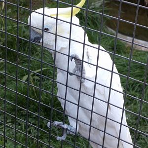 Sulphur crested Cocatoo