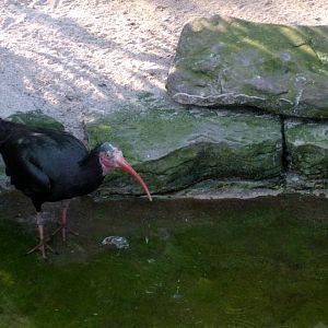 Northern bald ibis