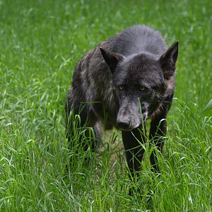 North American wolf in Givskud Zoo