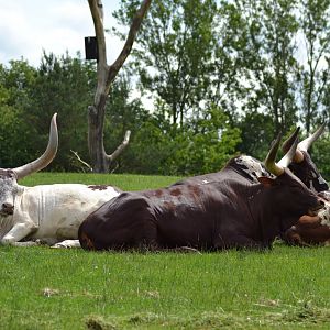 Watusi cattle in Givskud Zoo