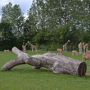 African savannah in Givskud Zoo
