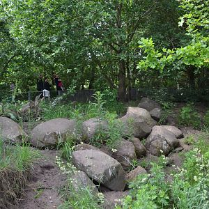 Enclosure for banded mongoose in Givskud Zoo