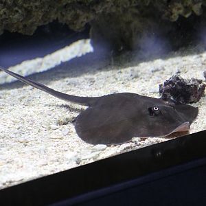 Omaha- Ray ID