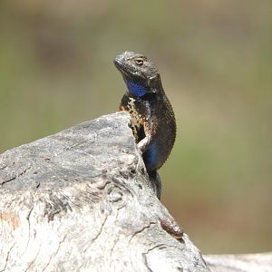 Western Fence Lizard displaying