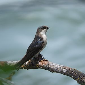 Second-year Tree Swallow