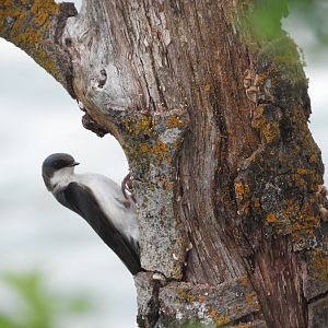 Tree Swallow investigating nest site