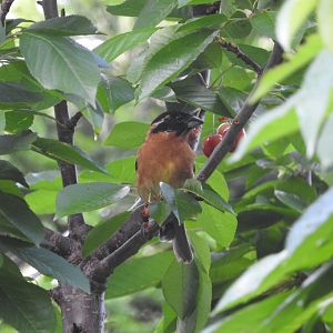 Black-headed Grosbeak