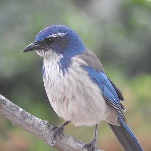 California Scrub-Jay
