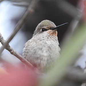 Young Rufous Hummingbird