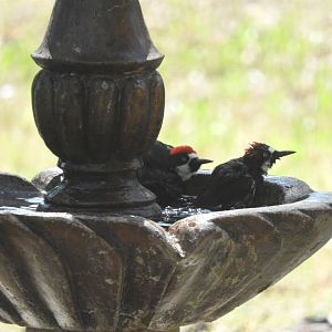 Bathing Acorn Woodpeckers